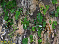 Monophyllaea pendula