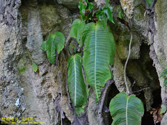 Monophyllaea pendula