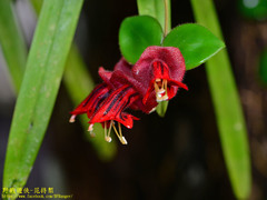 Aeschynanthus tricolor