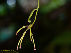 Aeschynanthus tricolor