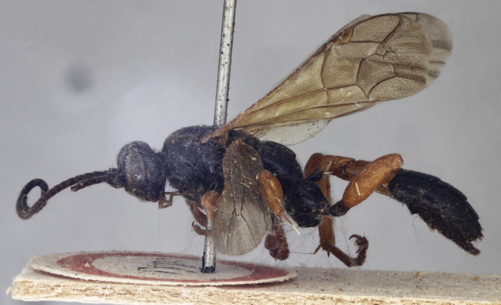 Degithina sollicitoria