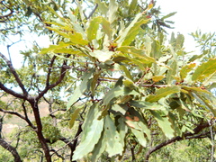 Quercus laeta
