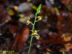 Plocoglottis javanica