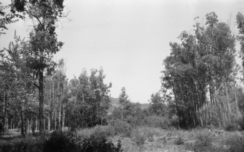 Korean willow (Salix arbutifolia)