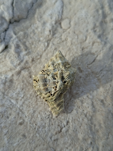 Hexaplex trunculus