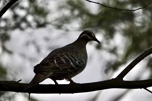 Common Bronzewing (Phaps chalcoptera), photo 7