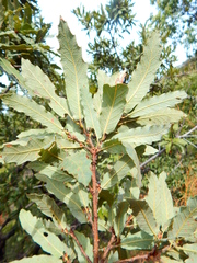 Quercus laeta
