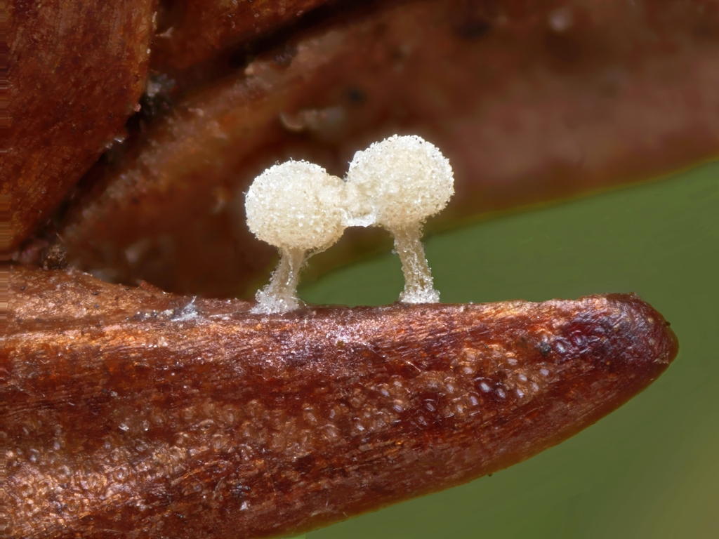 Physalacria cryptomeriae