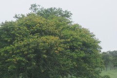 Vachellia karroo