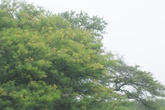 Vachellia karroo