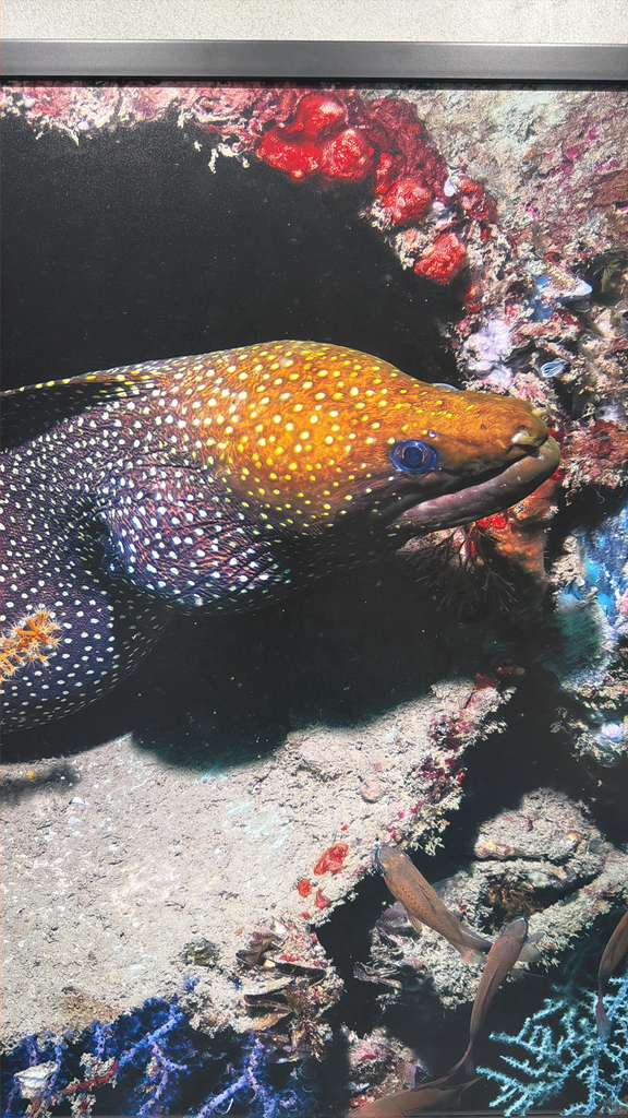 Red Sea Whitespotted Moray