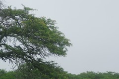 Vachellia karroo