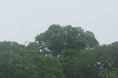 Cussonia spicata