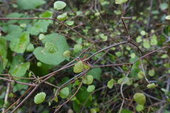 Scandia geniculata