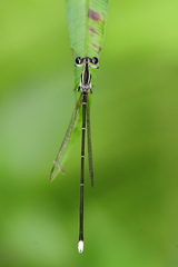 Pseudocopera ciliata