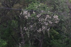 Rothmannia globosa