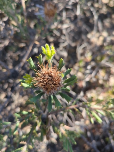 pink dryandra (Banksia carlinoides)