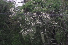 Rothmannia globosa