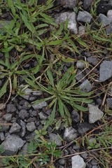 Plantago lanceolata