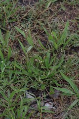 Plantago lanceolata