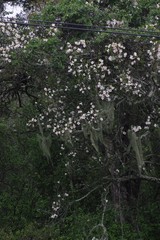 Rothmannia globosa