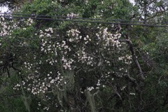 Rothmannia globosa
