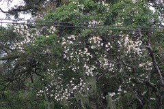 Rothmannia globosa