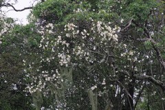 Rothmannia globosa