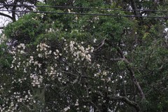 Rothmannia globosa