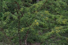 Vachellia karroo