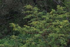 Vachellia karroo