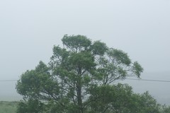 Acacia mearnsii