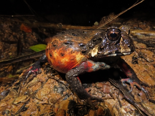 Bahia Forest Frog, Macrogenioglottus alipioi