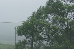 Acacia mearnsii
