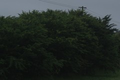 Vachellia karroo