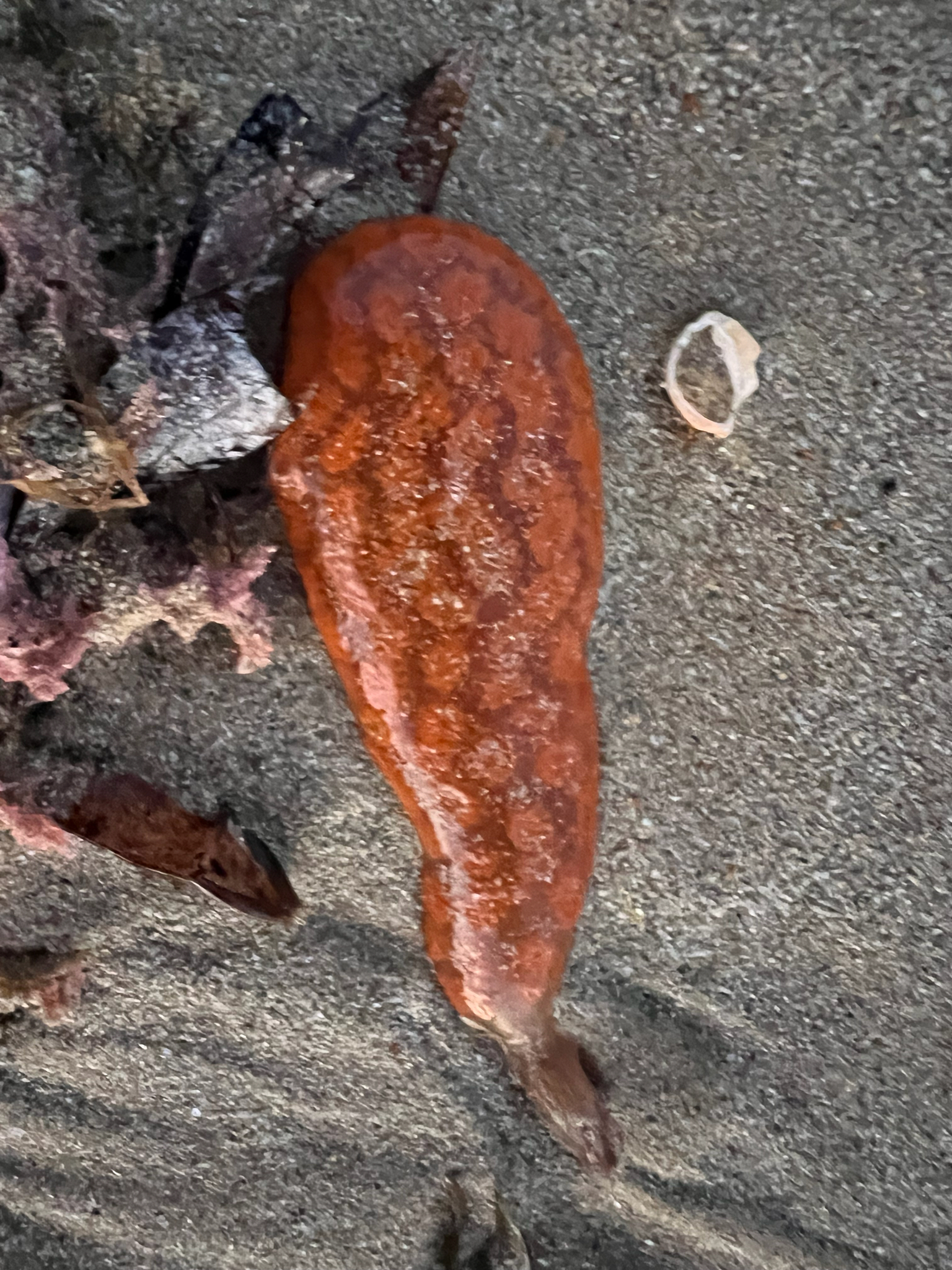 Botrylloides perspicuus (Herdman, 1886)