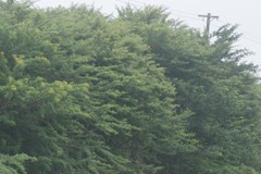 Vachellia karroo