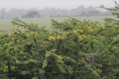 Vachellia karroo
