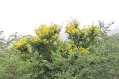 Vachellia karroo