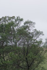 Acacia mearnsii