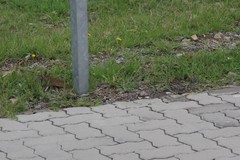 Plantago lanceolata