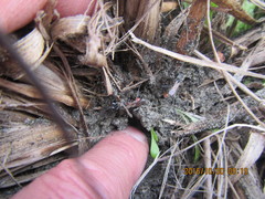 Podalonia tydei suspiciosa