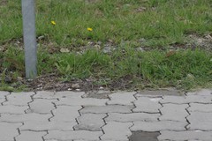 Plantago lanceolata