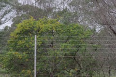 Vachellia karroo