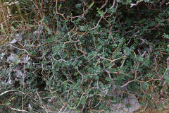 Sophora prostrata