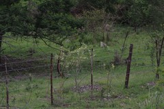 Gomphocarpus physocarpus