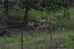 Gomphocarpus physocarpus