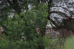 Acacia mearnsii