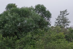 Cussonia spicata
