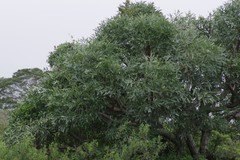 Cussonia spicata